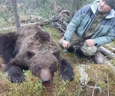 Покормил медведя - убил медведя...