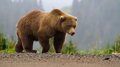 В Магадане постят информацию о нападении медведя на человека в районе  Старой Веселой. Это неправда | Новости