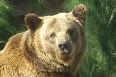 Выживший в Сибири: новосибирец смог отбиться от медведя-людоеда
