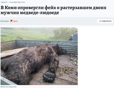 Медведь-убийца в предсмертной агонии загрыз ранившего его охотника в  Иркутской области - KP.RU