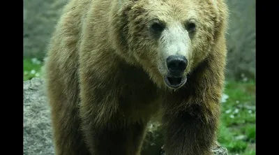 Разъяренный медведь чуть не загрыз двух человек в Якутии | 360°