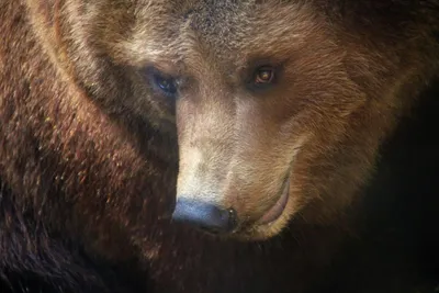 Выживший» по-сибирски: реальная история о встрече с медведем-людоедом