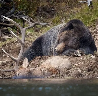 Новости партнеров: «В Мутном Материке застрелен медведь» « БНК