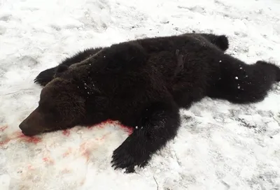 Охотники убили медведя, нагнавшего страх на Вилюйский район — ЯСИА