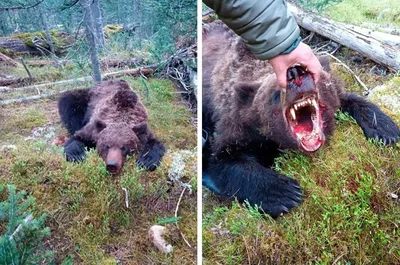 Убит медведь, задравший подростка в сибирском национальном парке