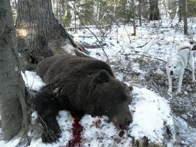 Концлагерь для медведей: как из медвежат добывают желчь – Павел Пашков