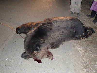 Морда убитого медведя на поле Стоковое Фото - изображение насчитывающей  развилки, больш: 168927326