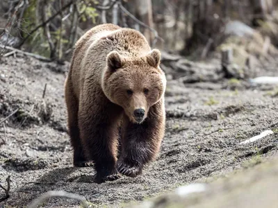 Фото убитого медведя взбудоражило пользователей телефонных мессенджеров в  ЕАО - PrimaMedia.ru