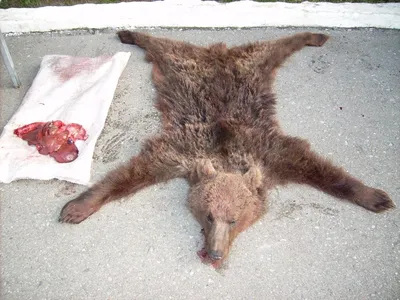В Приморском крае медведь убил рыбака, зверя застрелили - РИА Новости,  30.10.2023
