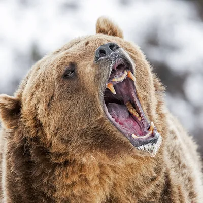 В Азербайджане у браконьеров изъяты убитый медведь и живой медвежонок (ФОТО)