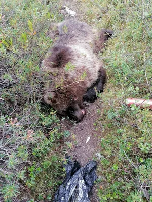 Медведь убил уральца, который его подкармливал. ФОТО