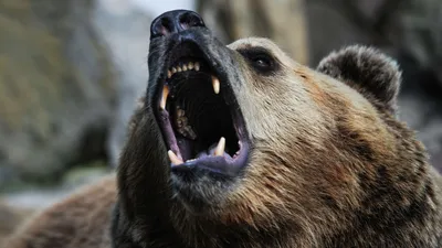 Казнет взбудоражило фото мужчины с убитым краснокнижным медведем