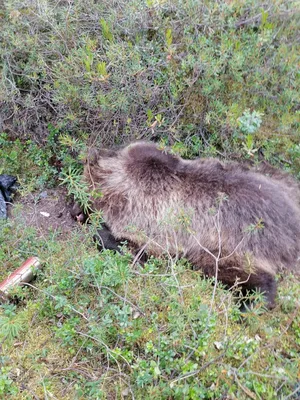 Ульяновский охотник заплатит 150 тысяч рублей за убитого медведя -  Российская газета