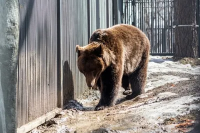 Медведь держит в страхе город в Восточном Казахстане, но застрелить его  нельзя - 11.06.2021, Sputnik Казахстан