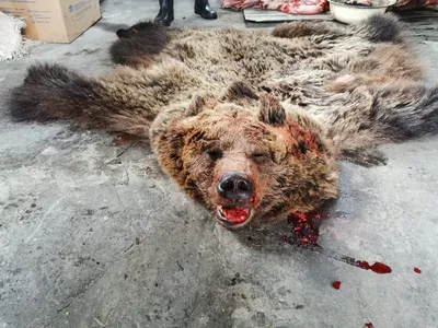 Печорец без разрешения убил медведя « БНК