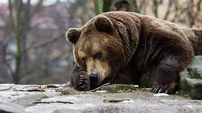 Девять человек отравились мясом медведя в Забайкалье | НОВЫЕ ИЗВЕСТИЯ | Дзен