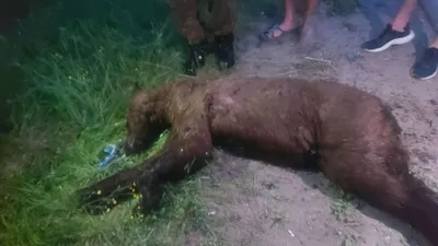 Медведь убил охотника в кузбасском лесу | НДН.Инфо