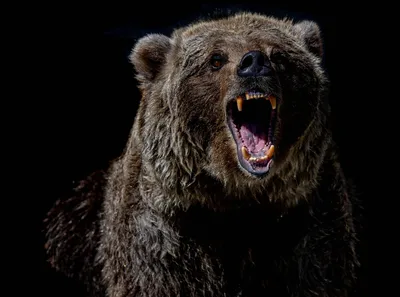 Вынужденный шаг: алматинский ученый убил медведя ради исследования ᐈ  новость от 09:47, 26 июня 2023 на zakon.kz