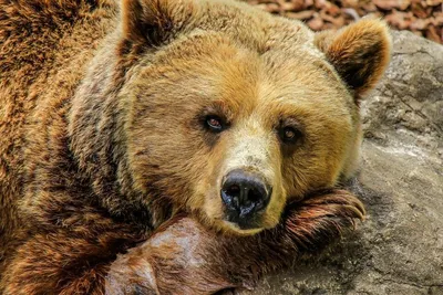 Трагедию с медведем объяснили халатностью в парке «Ергаки»: возбуждено  уголовное дело