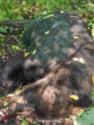 В красноярском парке \"Ергак\" убили медведя, который загрыз туриста из  Москвы - TOPNews.RU