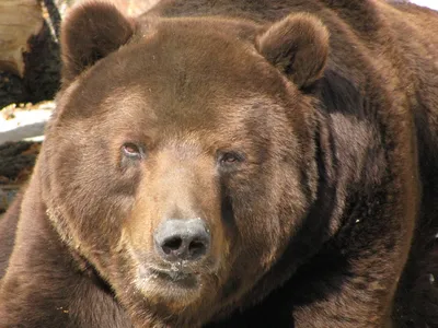 На Ямале медведь убил мужчину, который подкармливал его два года