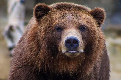Медведь убил отставшего от тургруппы подростка в Сибири — TOMSK.RU