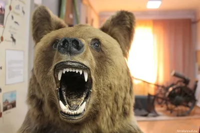 Юрий Фельштинский: Шкура убитого медведя- Политический блог | Обозреватель