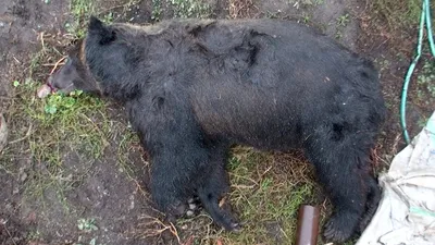 Ямальцы потянулись к шкуре убитого медведя | «Красный Север»