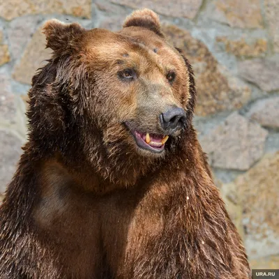 Новость об убийстве медведя, напавшего на подмосковных грибников, возмутила  охотников - МК
