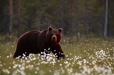 Казахстанца с убитым медведем задержали в России