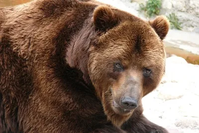 Не дели шкуру не убитого медведя» — создано в Шедевруме