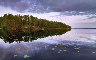 Удивительной красоты лес из воды в парке водно-болотных угодий в Ухане  привлекает внимание туристов