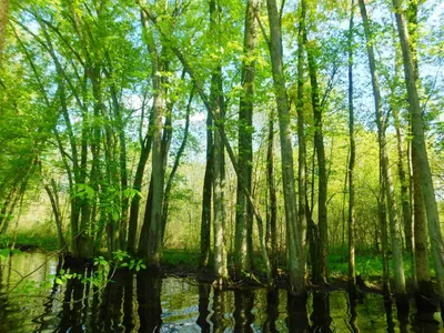 Деревья, растущие в воде