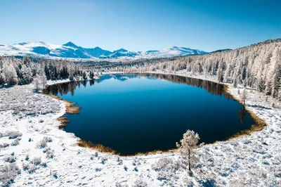 Деревья, растущие в воде