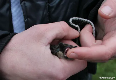 Чиновники заставили женщину заботиться, оберегать, любить и кормить  укусившую ее дикую летучую мышь - 8 декабря 2022 - v1.ru