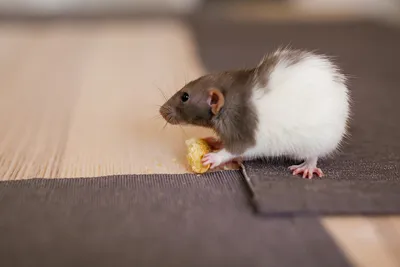 Что делать если укусила крыса, опасен ли укус? Первая помощь пострадашему |  ДезСтанция