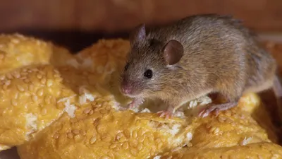 Нападают ли крысы на человека? Укус крысы - Дезцентр-Русь