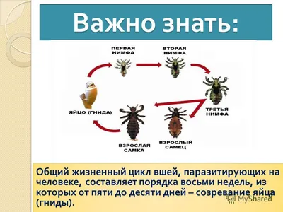 Лосиная муха: чем опасна для человека и как избежать её укуса | Заметки  природолюба | Дзен