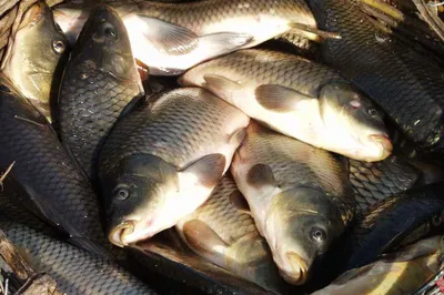 Улов рыбы на Кубани в январе-сентябре 2019г. сократился более чем вдвое —  РБК