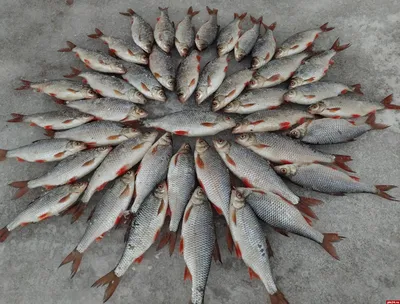 Борьба с незаконным рыбным промыслом - будут судить браконьера. |  Комментарии.Харьков