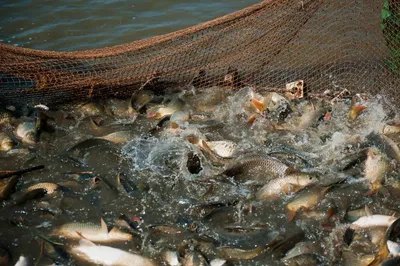 Рыбу на 778 тыс сомов незаконно выловили в Иссык-Куле — фото - 24.10.2021,  Sputnik Кыргызстан