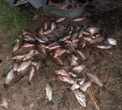 Улов - Рыбалка в Украине