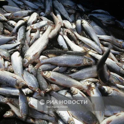 Улов рыбы в России вырос до 4,6 млн тонн — РБК