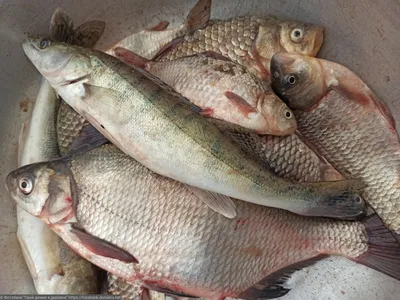 Незаконный улов рыбы на 820 тыс. тенге изъяли в Карагандинской области |  Inbusiness.kz