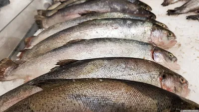 Штраф вместо улова: как порыбачить в майские праздники и не нарушить  правила | Федеральное агентство по рыболовству