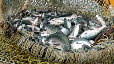 Под Астраханью промрыбаки украли 91 кг рыбы из улова предприятия