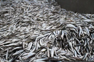 Стало известно, сколько рыбы вылавливают в Беларуси