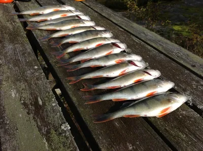 Хороший улов из крупной речной рыбы Stock Photo | Adobe Stock