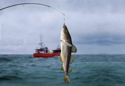 Вот это улов»: подборка фото трофеев пойманных русскими рыбаками | Рыбалка  - рыбалочка! | Дзен