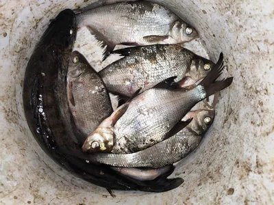Чтоб улов был в радость: где, когда и какую рыбу можно выловить в сальских  водоёмах? | Сальскньюс